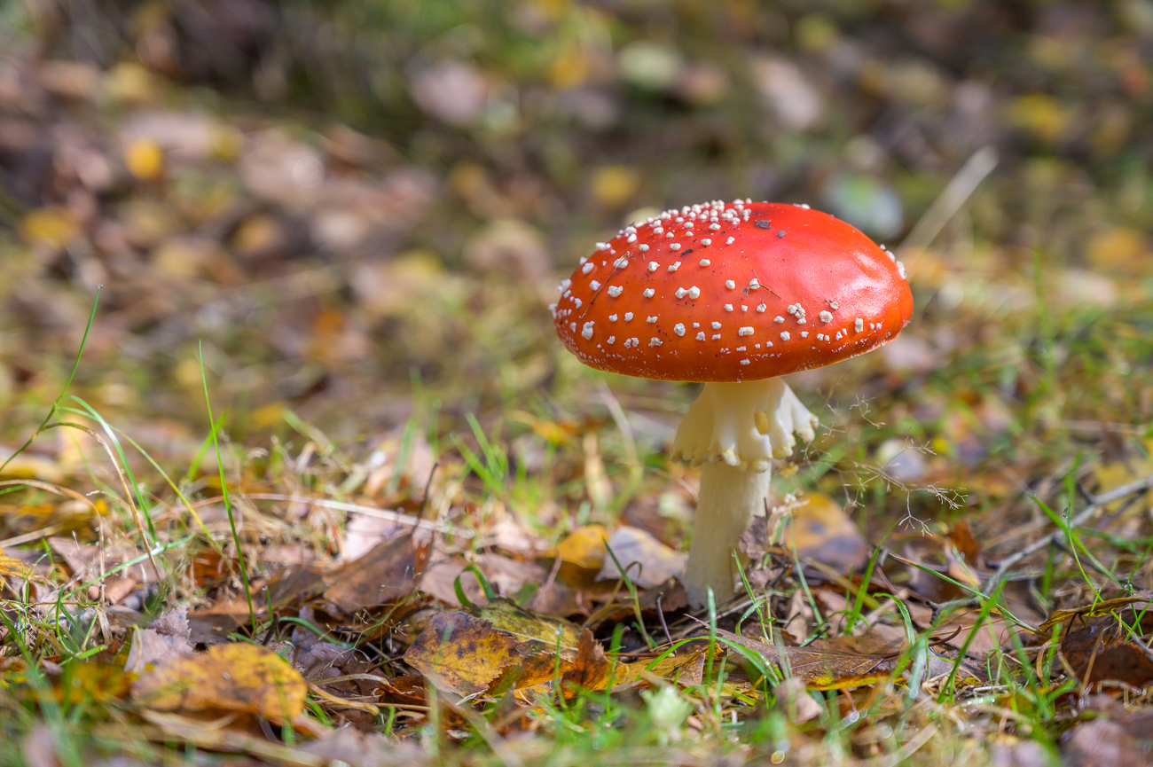 Schöner Fliegenpilz