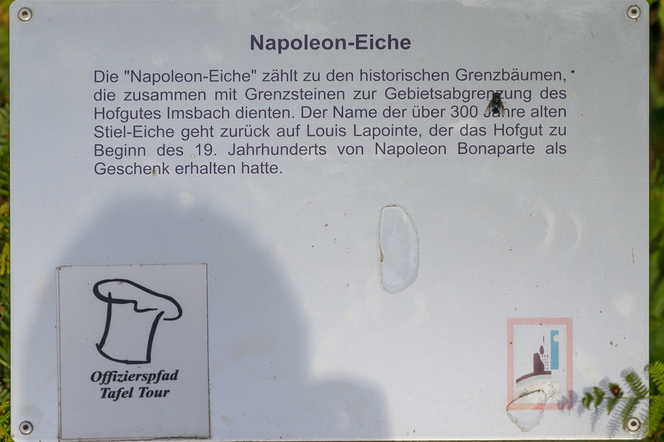 Infos zur Napoleoneiche