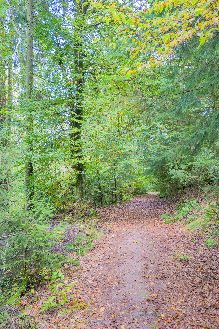 Feuchter Waldweg