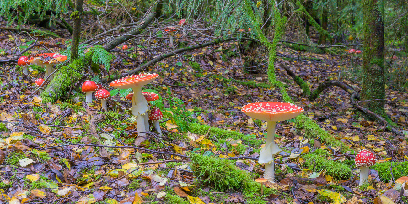 Fliegenpilzinvasion ;-)