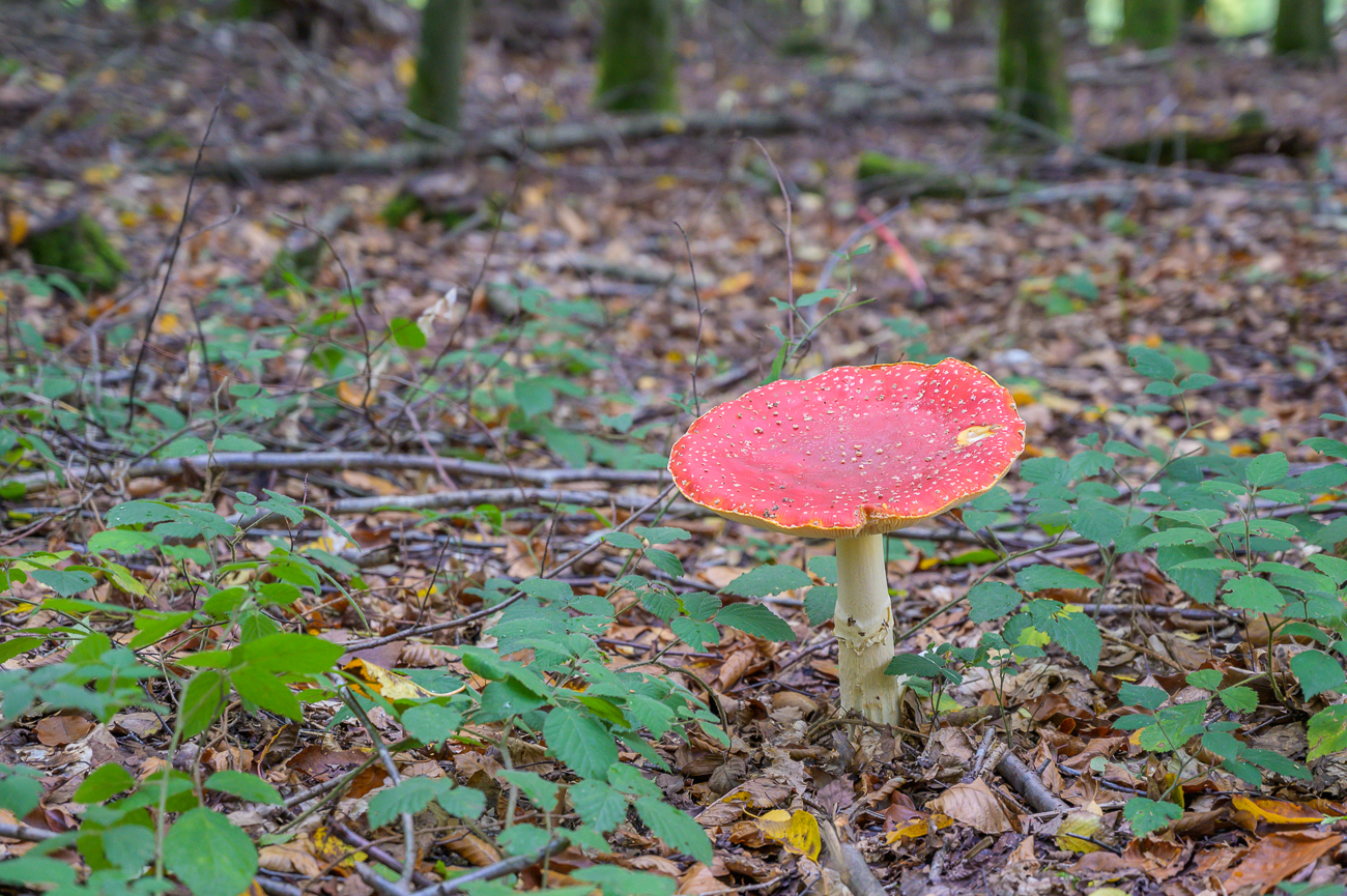 Riesiger Fliegenpilz, ca. 40 cm Durchmesser!