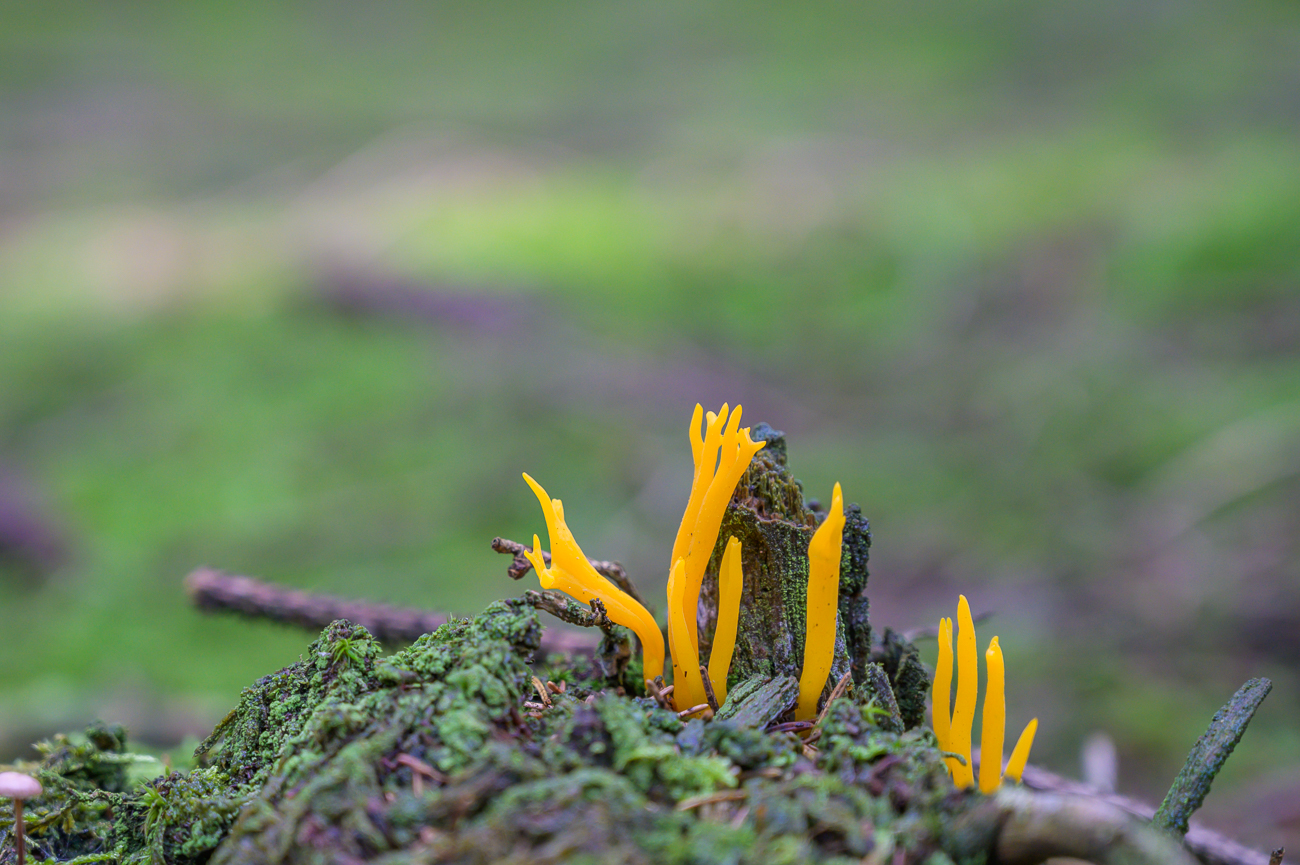 Gegabelter Hörnling