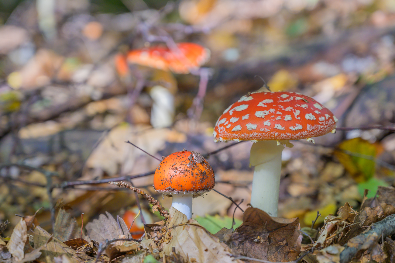 Nochmal Fliegenpilze