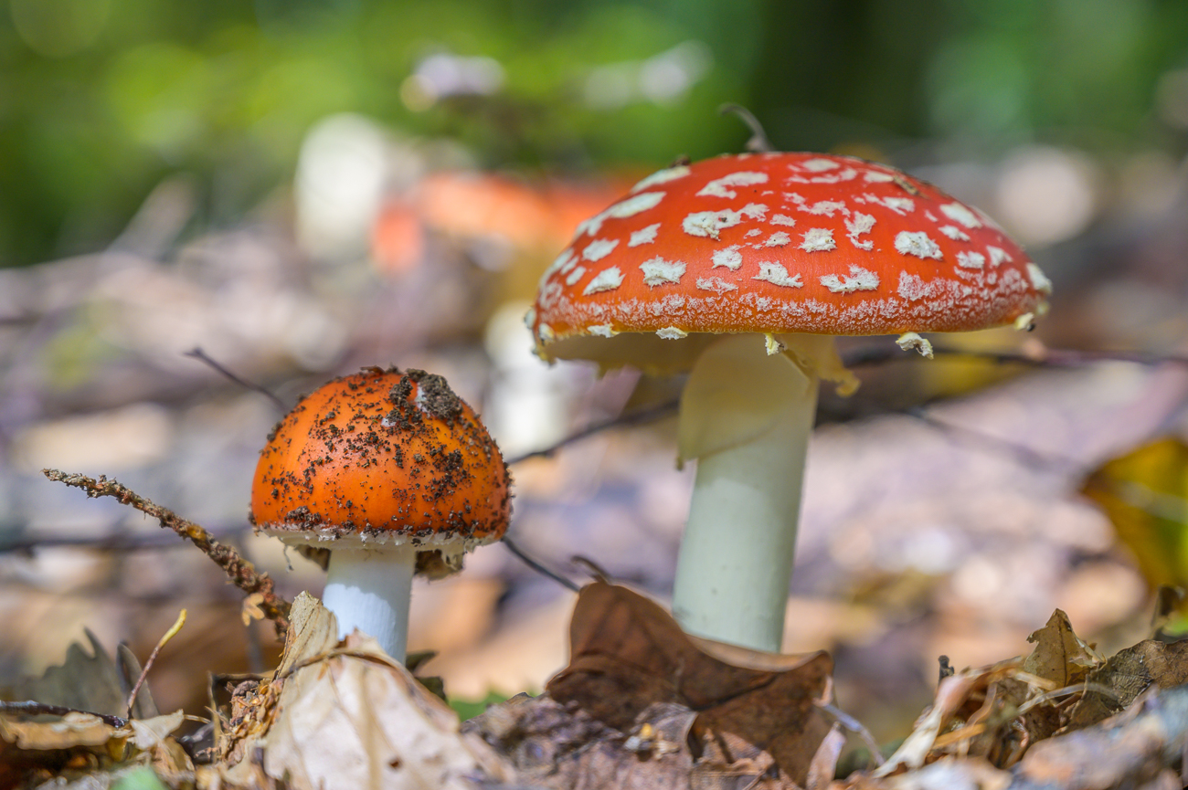 Der Wald war übersät mit Fliegenpilzen