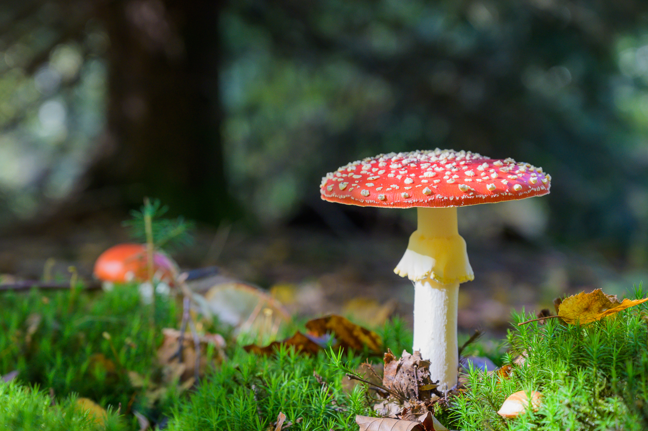 Nochmal ein Schöner