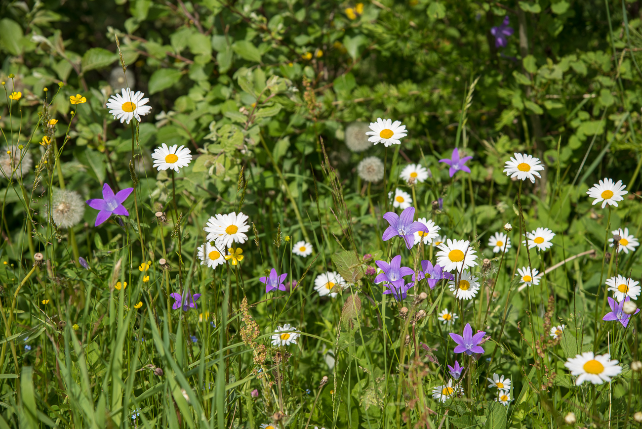 Blumenwiese