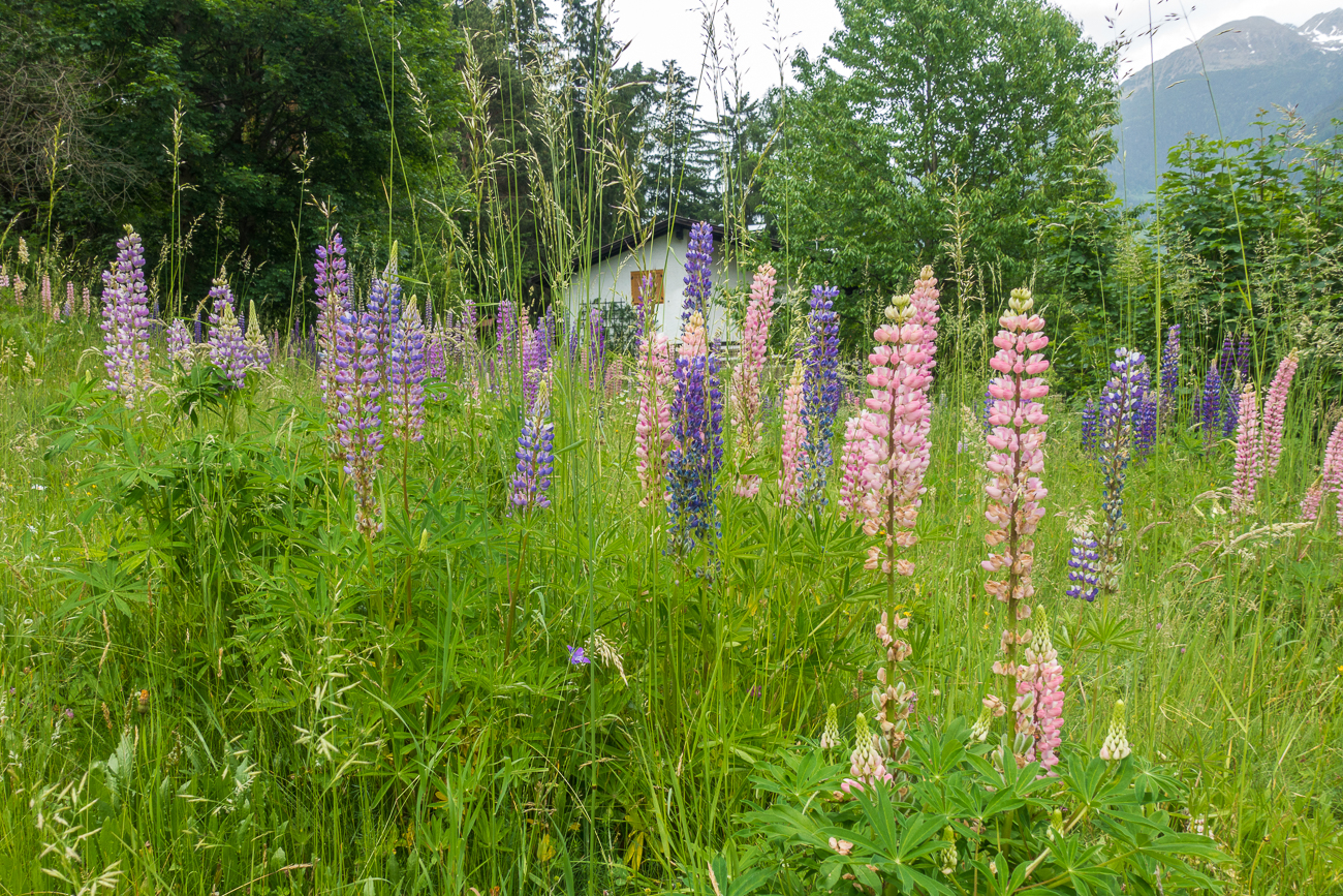 Reichlich Lupinen hat es hier