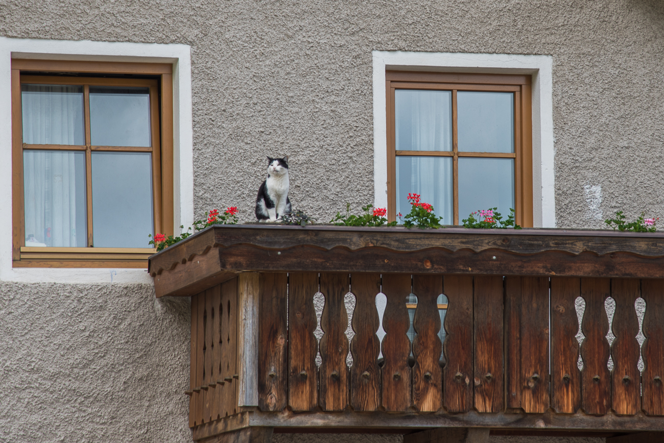 Katze auf Balkon