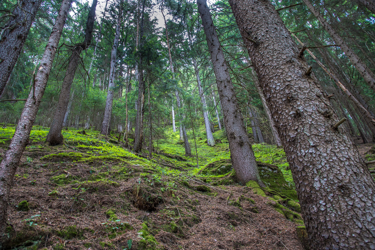 Steiler bewaldeter Berghang