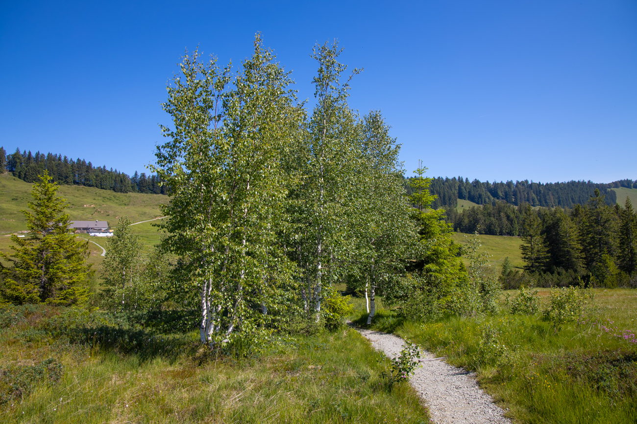 ... und Birken dominieren auf dem Hochmoor