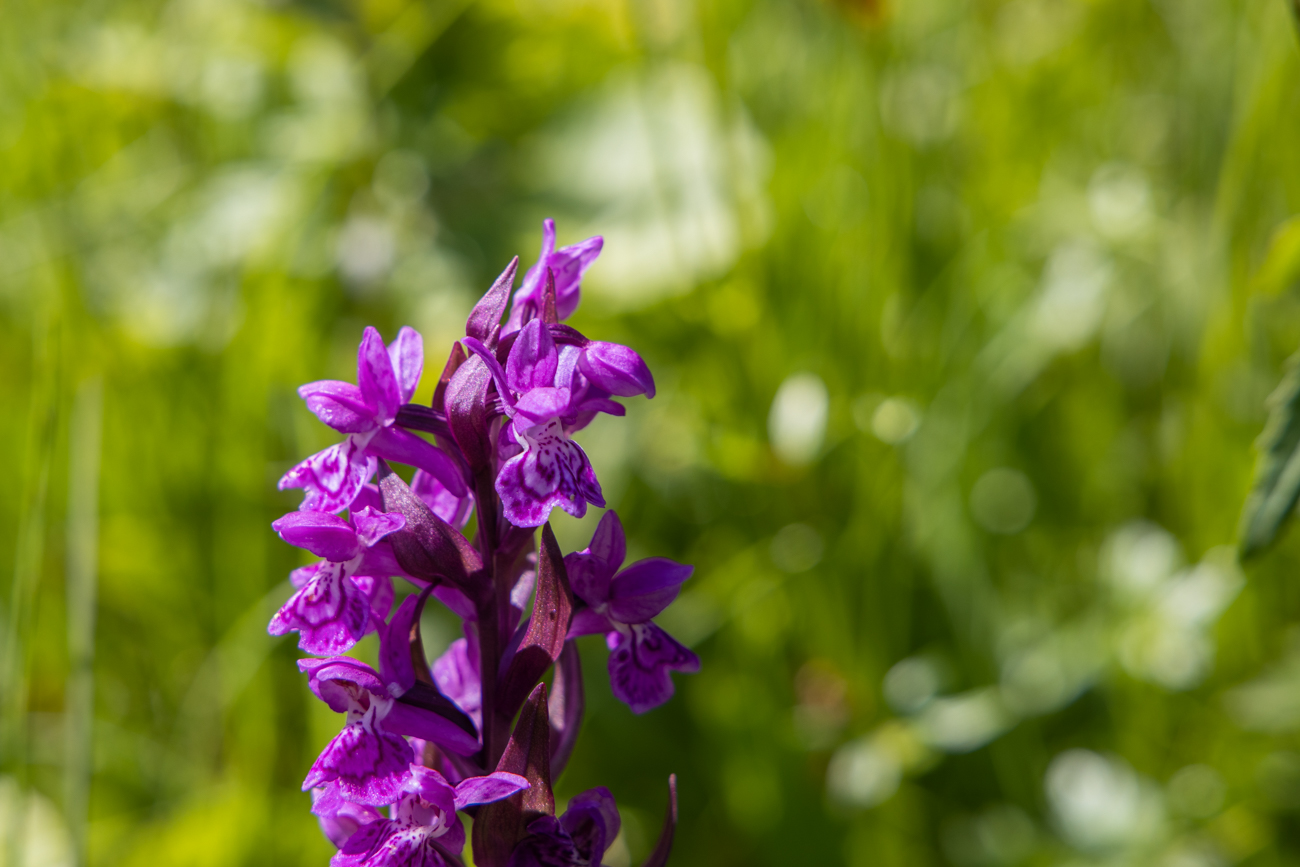 ... Breitblättrige Knabenkraut [Dactylorhiza majalis], eine Orchideenart