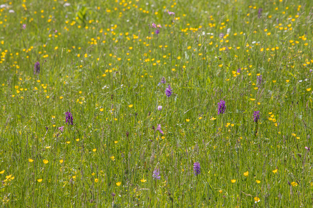 Wiese voller Orchideen und anderer Blumen