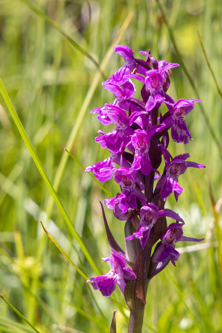 Nochmal das Breitblättrige Knabenkraut [Dactylorhiza majalis]