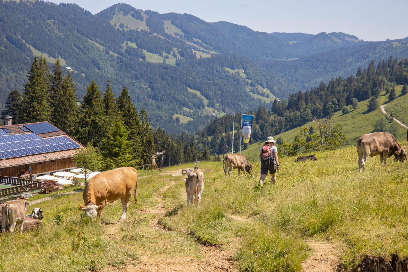 Der Weg führt über eine Weide ...