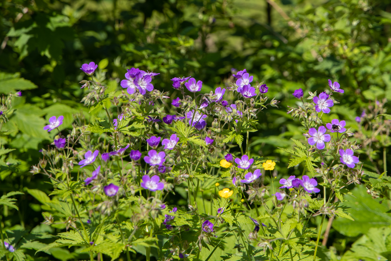 Wald-Storchschnabel [Geranium sylvaticum]