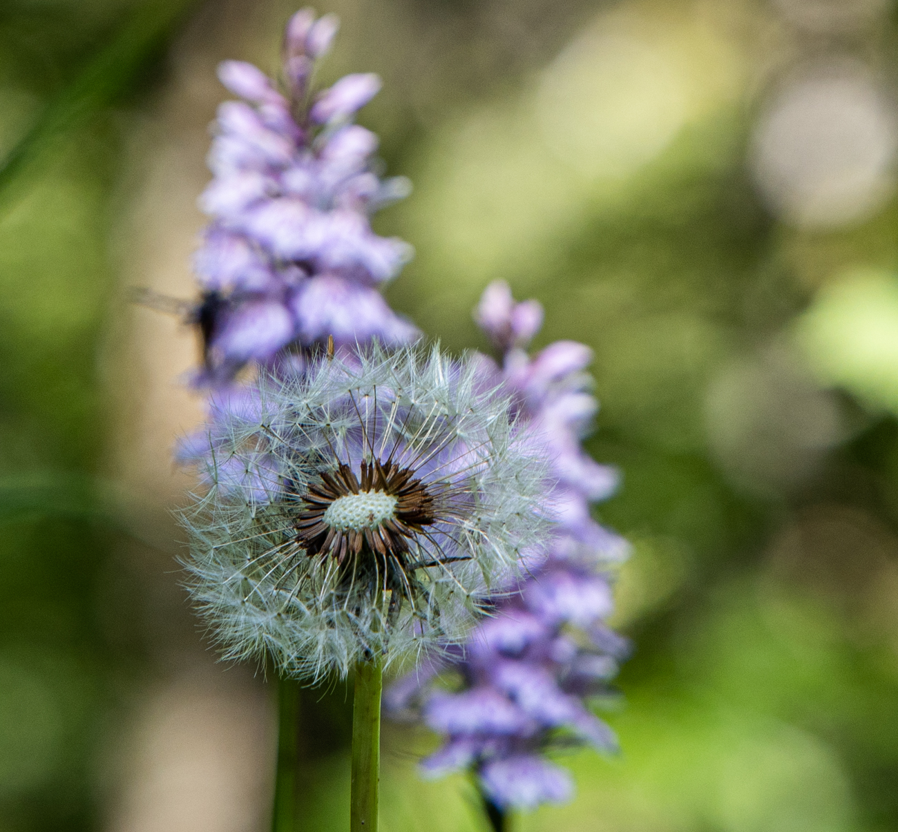 Wiesenlöwenzahn [Taraxacum officinale]