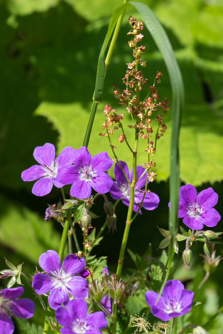 Wald-Storchschnabel [Geranium sylvaticum]