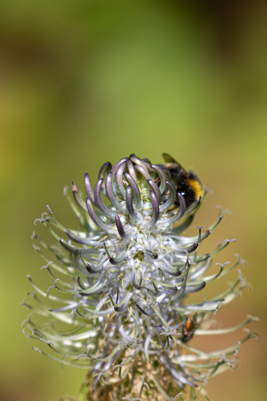 Ährige Rapunzel [Phyteuma spicatum]