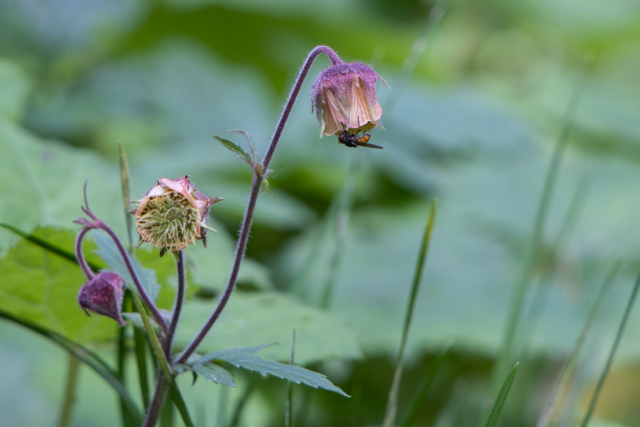 Bach-Nelkenwurz [Geum rivale]