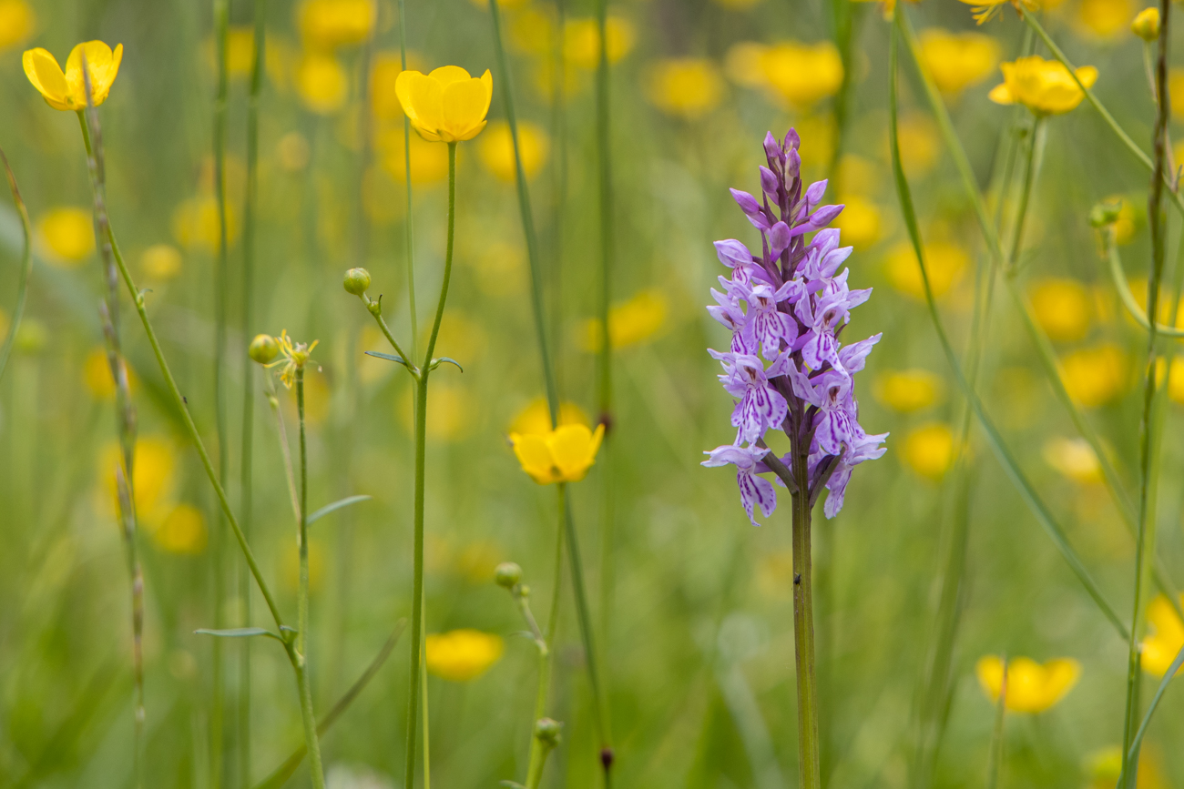 Fuchs’ Knabenkraut [Dactylorhiza fuchsii], eine Orchideenart