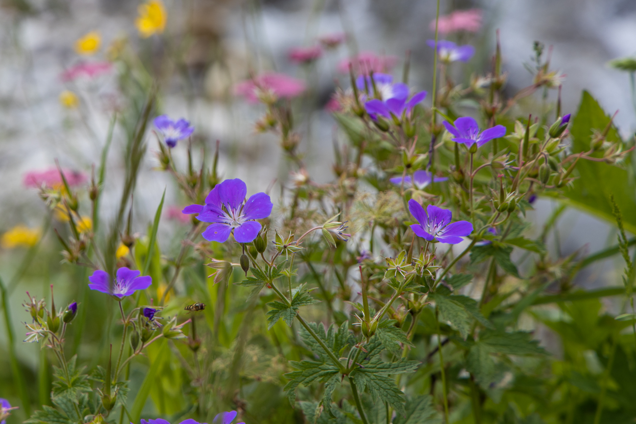 Wald-Storchschnabel [Geranium sylvaticum]