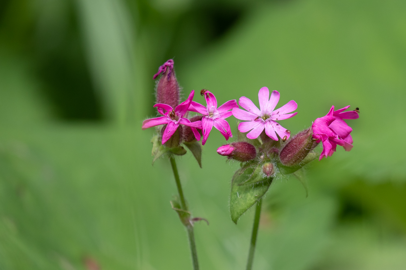 Rote Lichtnelke [Sylene dioica]