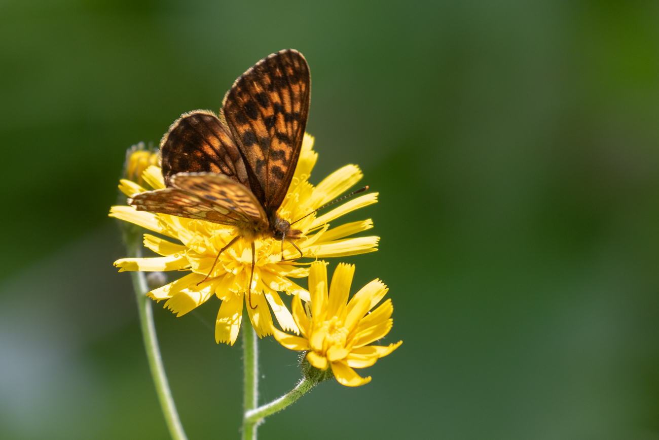 Falter auf Ochsenauge [Buphthalmum salicifolium]