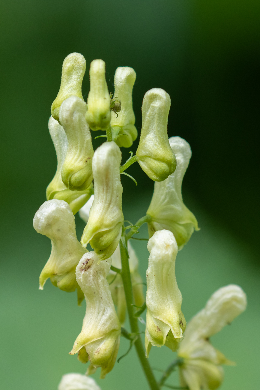 Gelber Eisenhut [Aconitum lycoctonum]