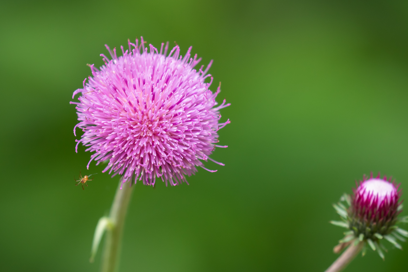 Verschiedenblättrige Kratzdistel [Cirsium heterophyllum] mit Spinnenbesuch