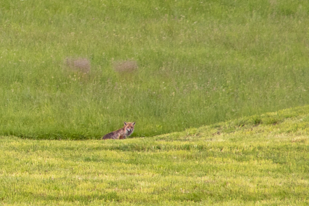 Zum Abschluss noch ein Fuchs, der leider viel zu weit weg war