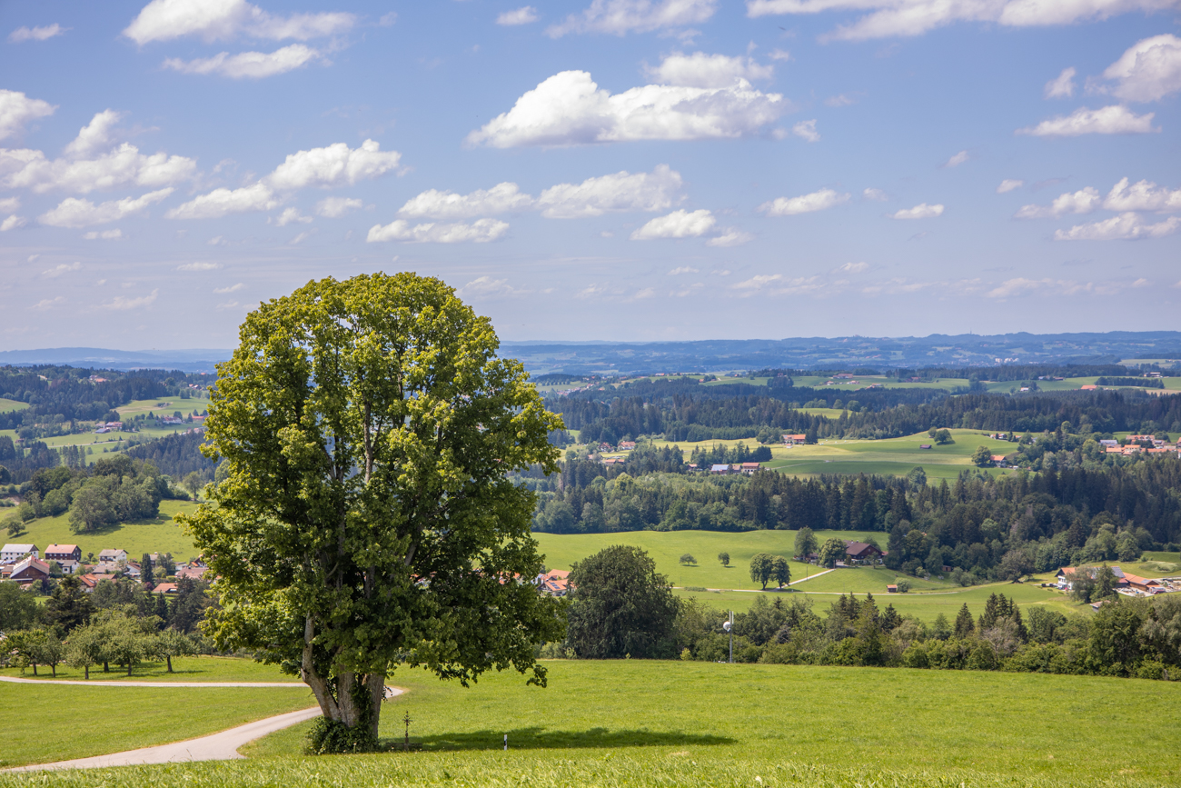 Blick mit Baum