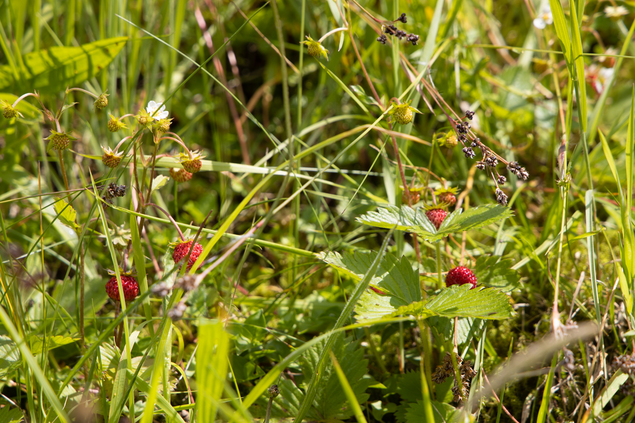 Leckere Walderdbeeren ;-)