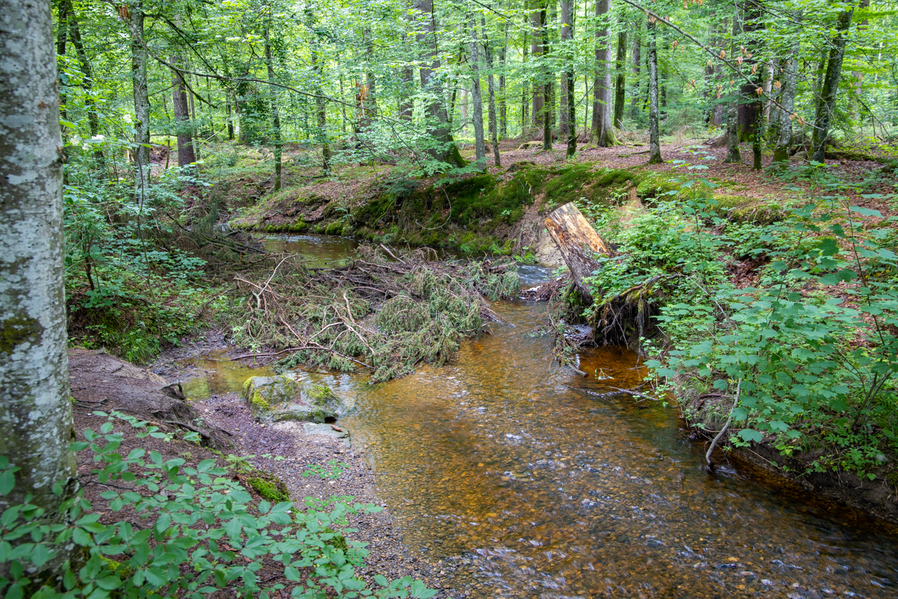 Gespeist wird der Weiher vom Rotbach