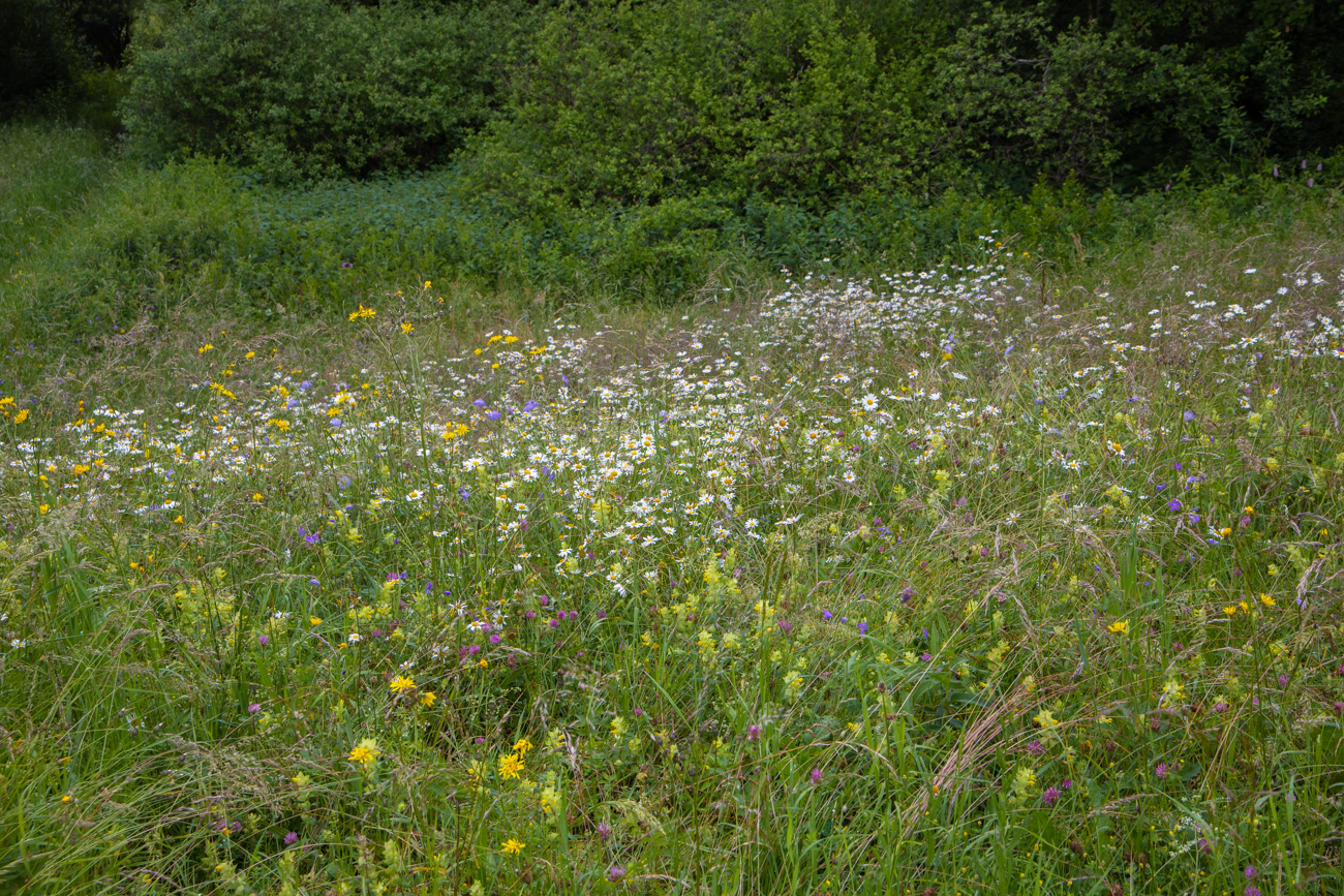 Blumenwiese