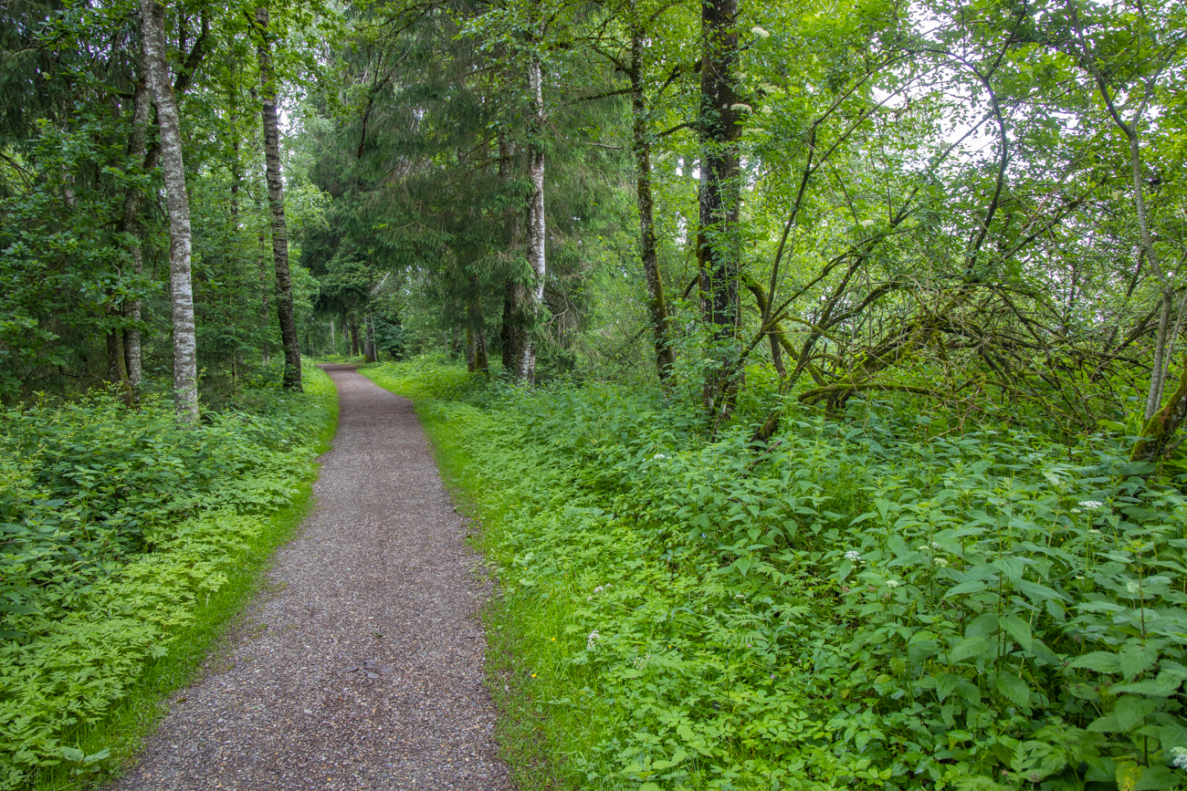 Waldweg