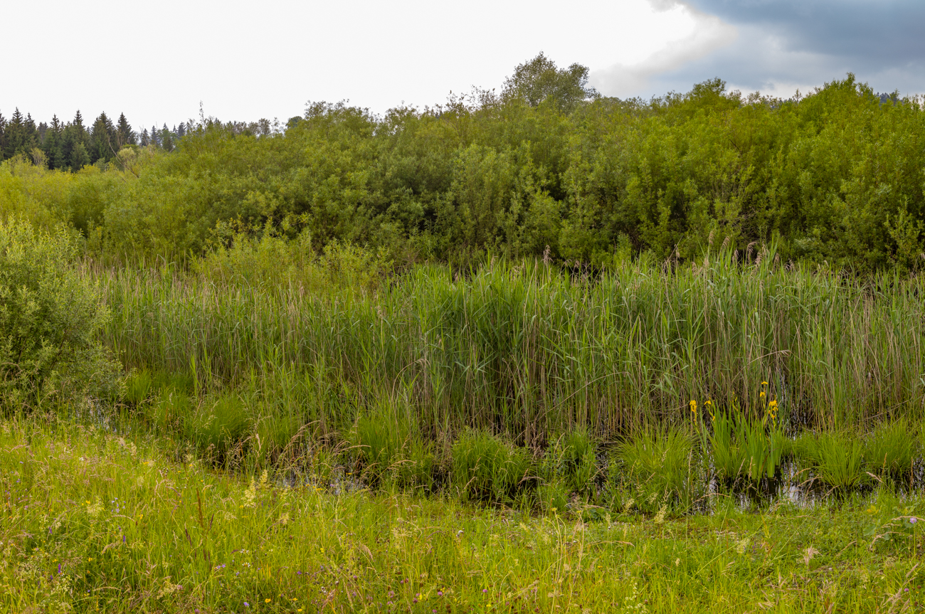 Am Bleicherweiher