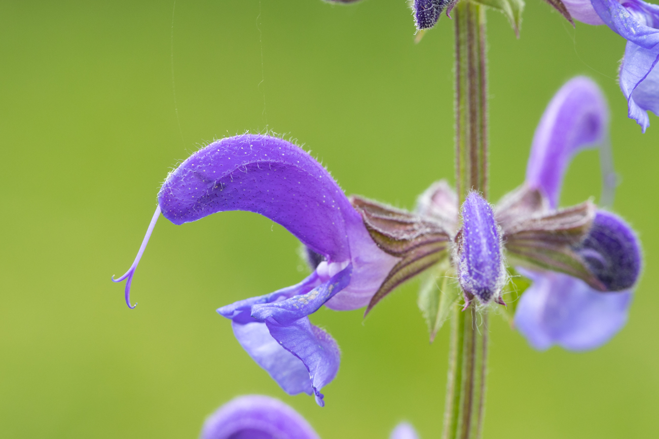 Wiesensalbei [Salvia pratensis]