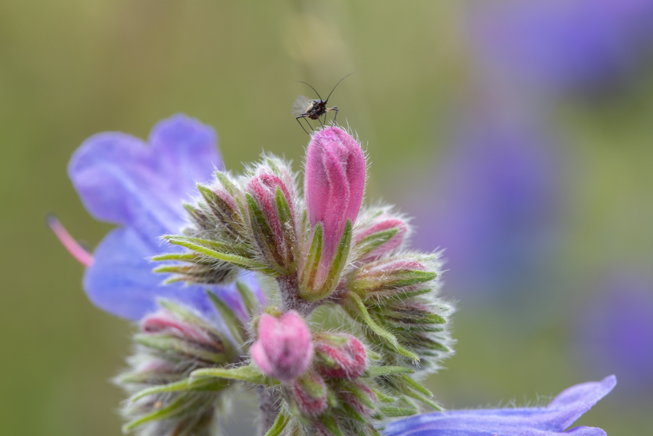 Gewöhnlicher Natternkopf oder Blauer Natternkopf [Echium vulgare]