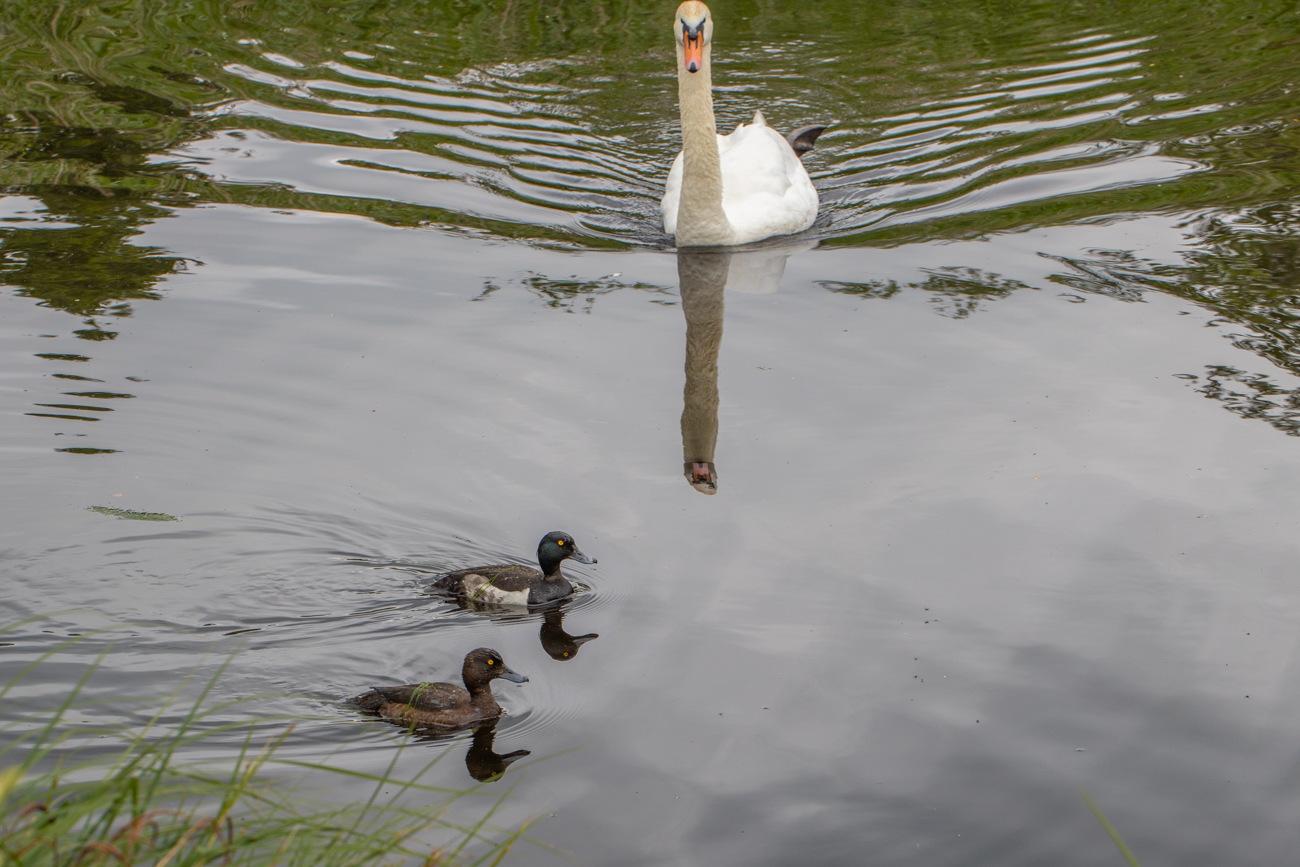 Höckerschwan und Reiherentenpärchen