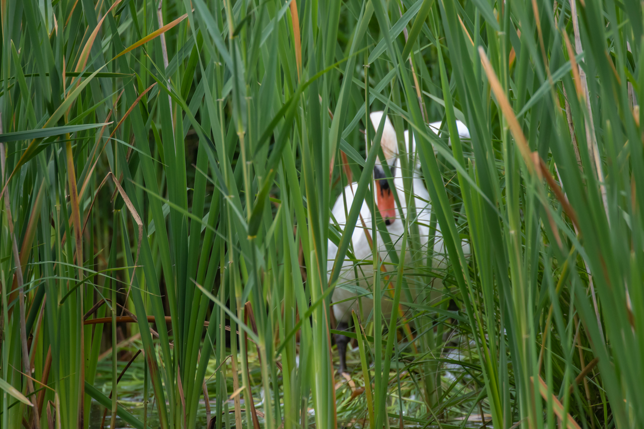 Schwan auf seinem Nest im Schilf