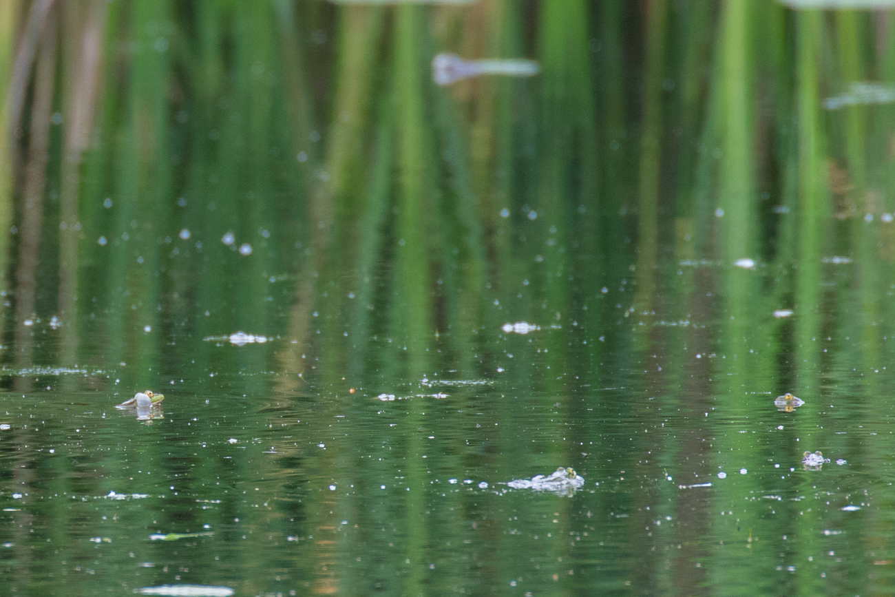 Frösche auf dem Teich