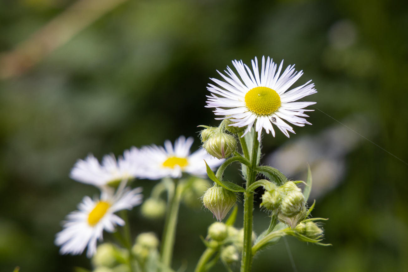 Feinstrahl [Erigeron annuus], auch Weißes Berufkraut oder Einjähriges Berufkraut genannt