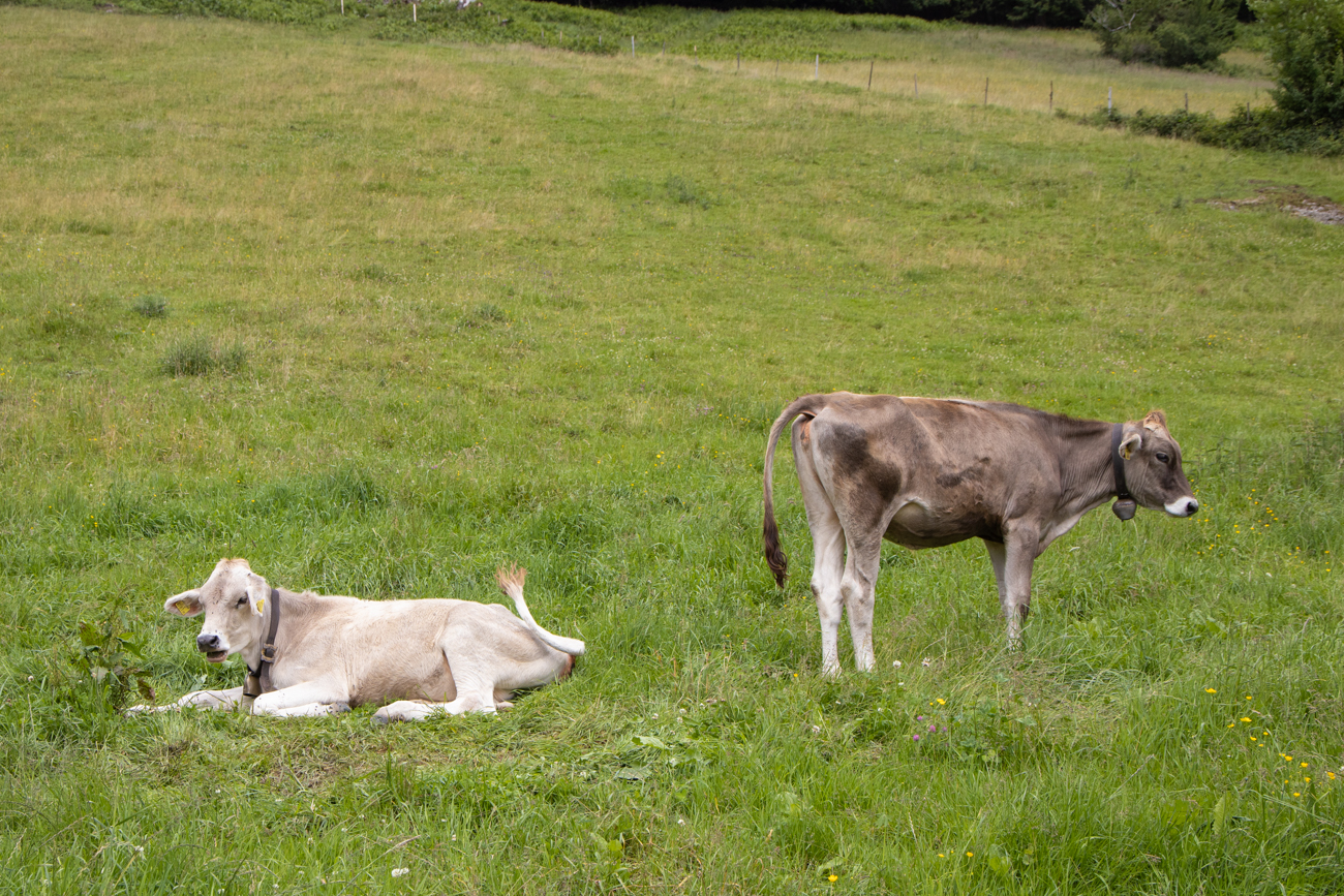 Kälber auf der Weide