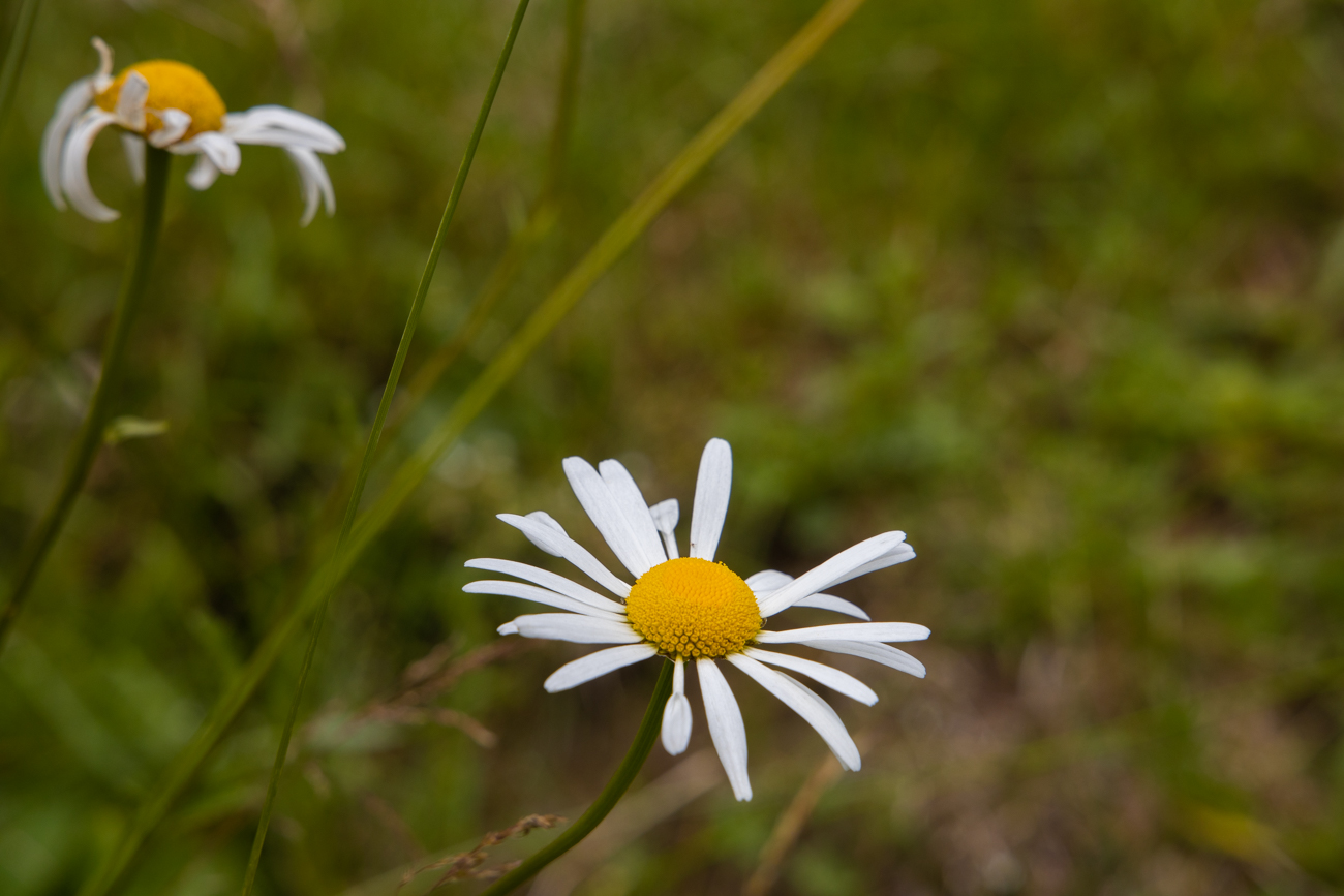 Magerwiesen-Margerite [Leucanthemum vulgare]