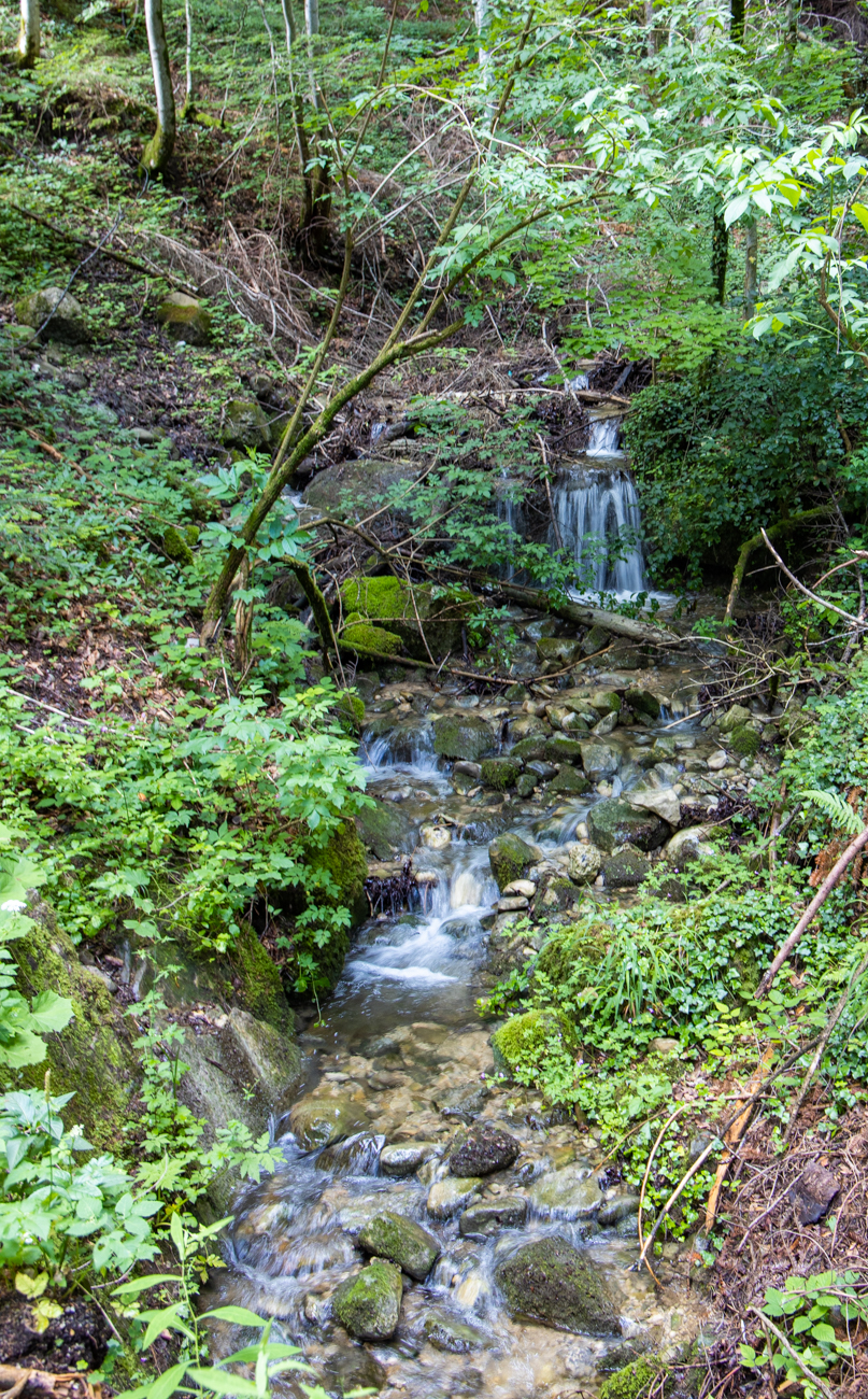 Ab und zu plätschert ein Bach im Wald