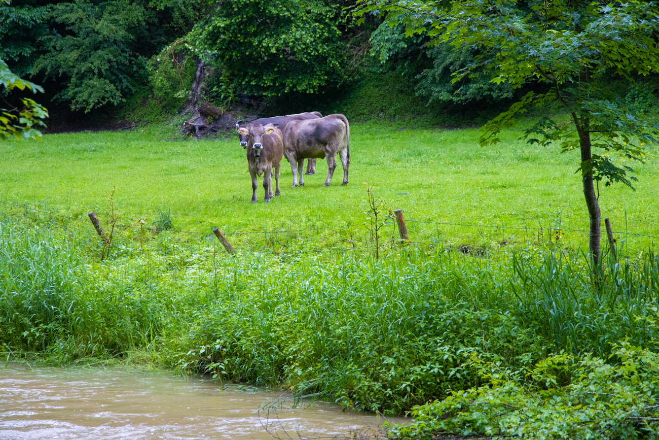 Kälber im Regen