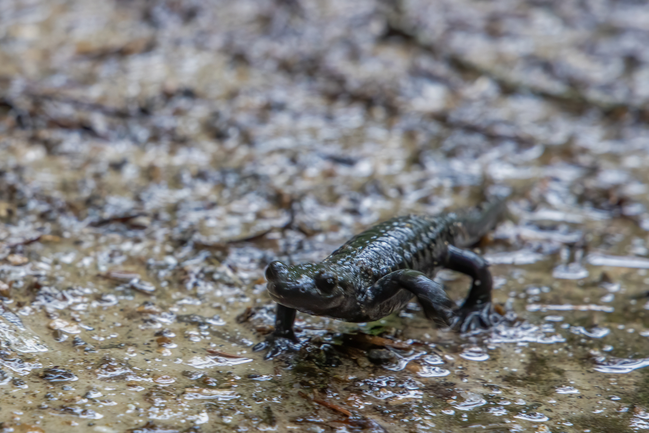 Ein Alpensalamander, leider unscharf