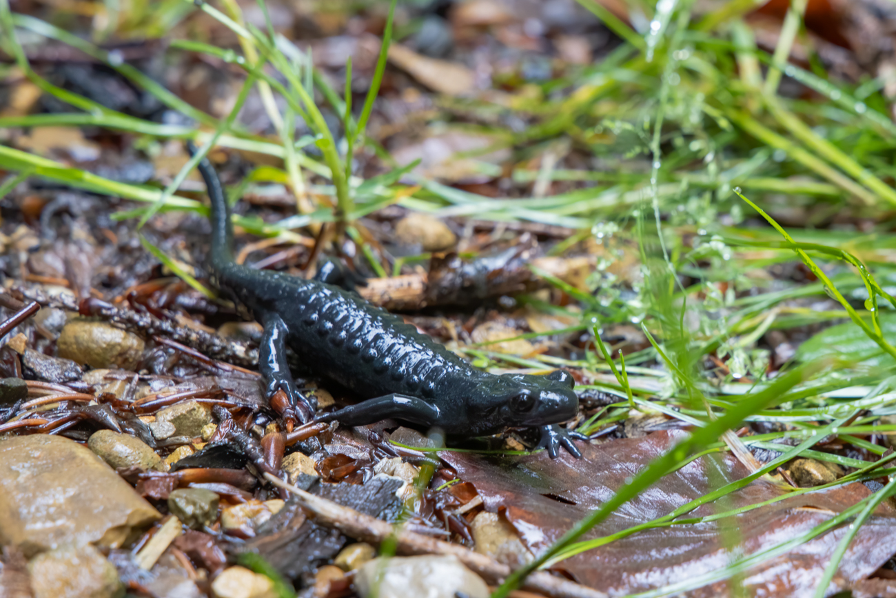 Nochmal ein Alpensalamander