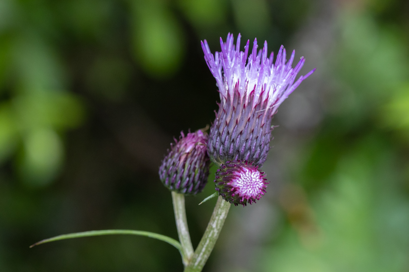 Distel