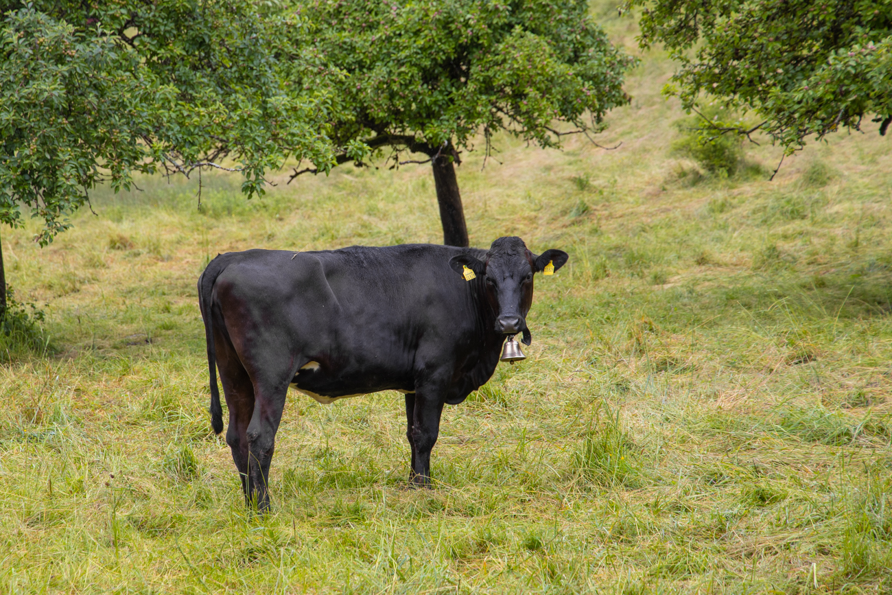 Es gibt Modelle in schwarz ...